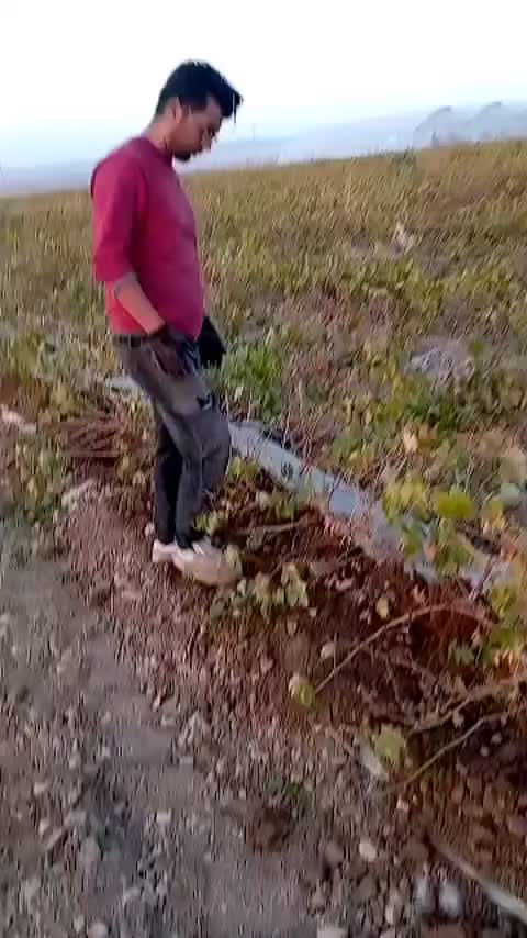 نهال انگورکشمشی خالص ضمانتی|خدمات باغبانی و درختکاری|ملایر, |دیوار