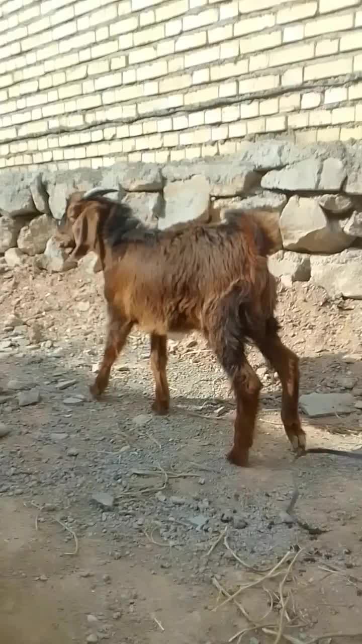 فروش بز|حیوانات مزرعه|حمیدیه, |دیوار