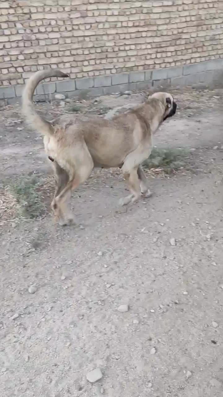 سگ ماده|سگ|کرمانشاه, |دیوار