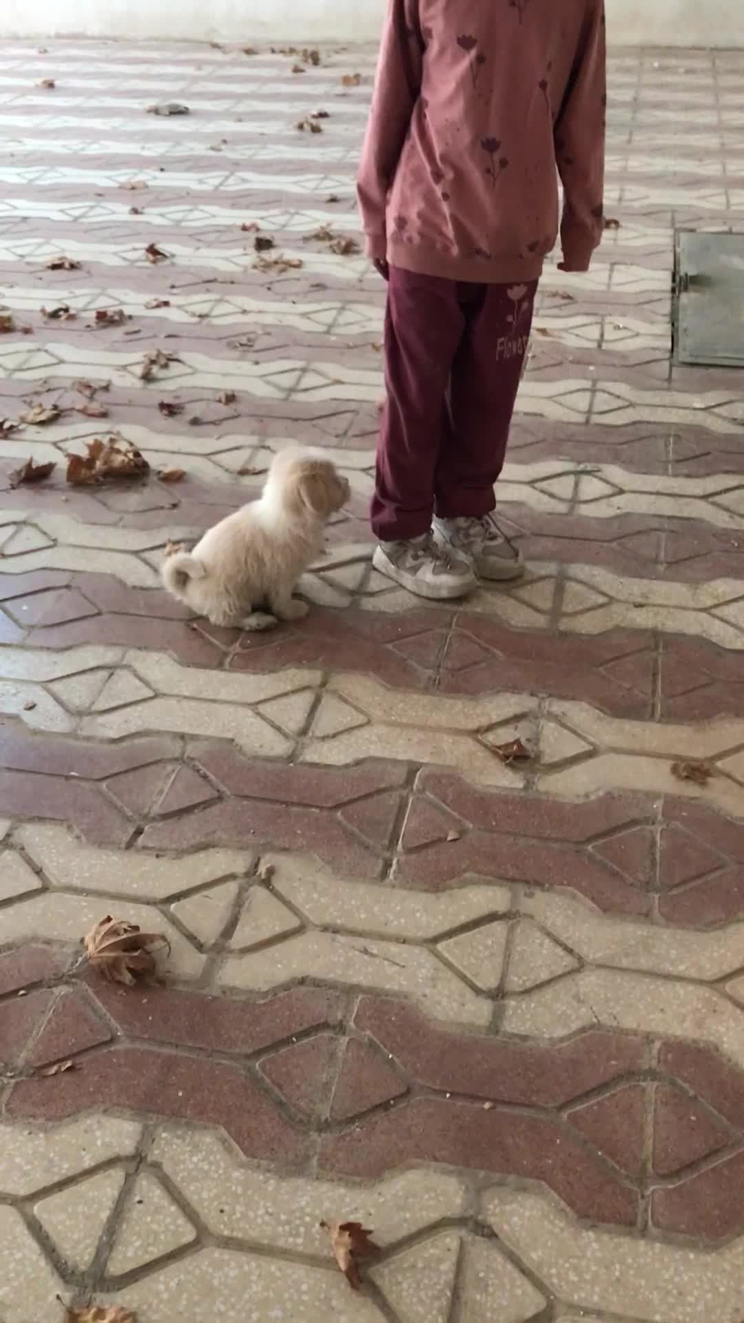 واگذاری سگ|سگ|ایلام, |دیوار