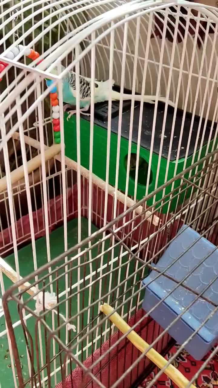 سه جفت مرغ عشق سالم وسرحال مولد|پرنده|شاهین دژ, |دیوار