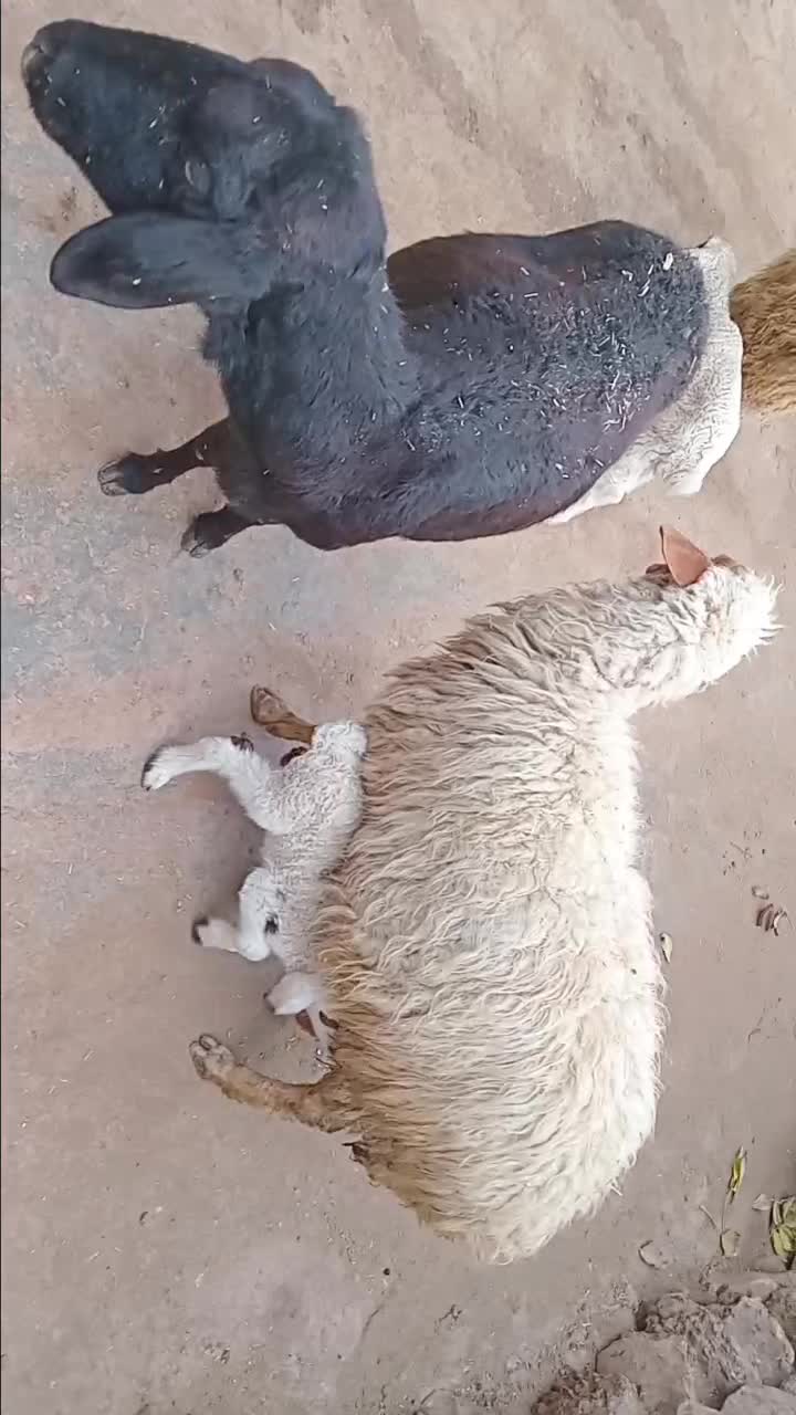 سه عدد گوسفند|حیوانات مزرعه|جوانرود, |دیوار