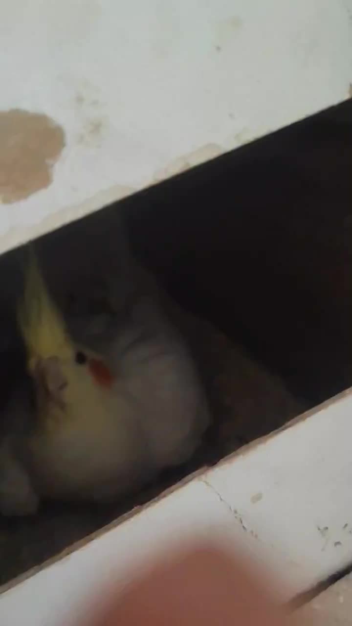 عروس لوتینو مولد تخفیف هم داره|پرنده|همدان, |دیوار