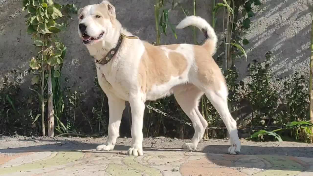 سگ آلابای ولکادو|سگ|ماهدشت, |دیوار