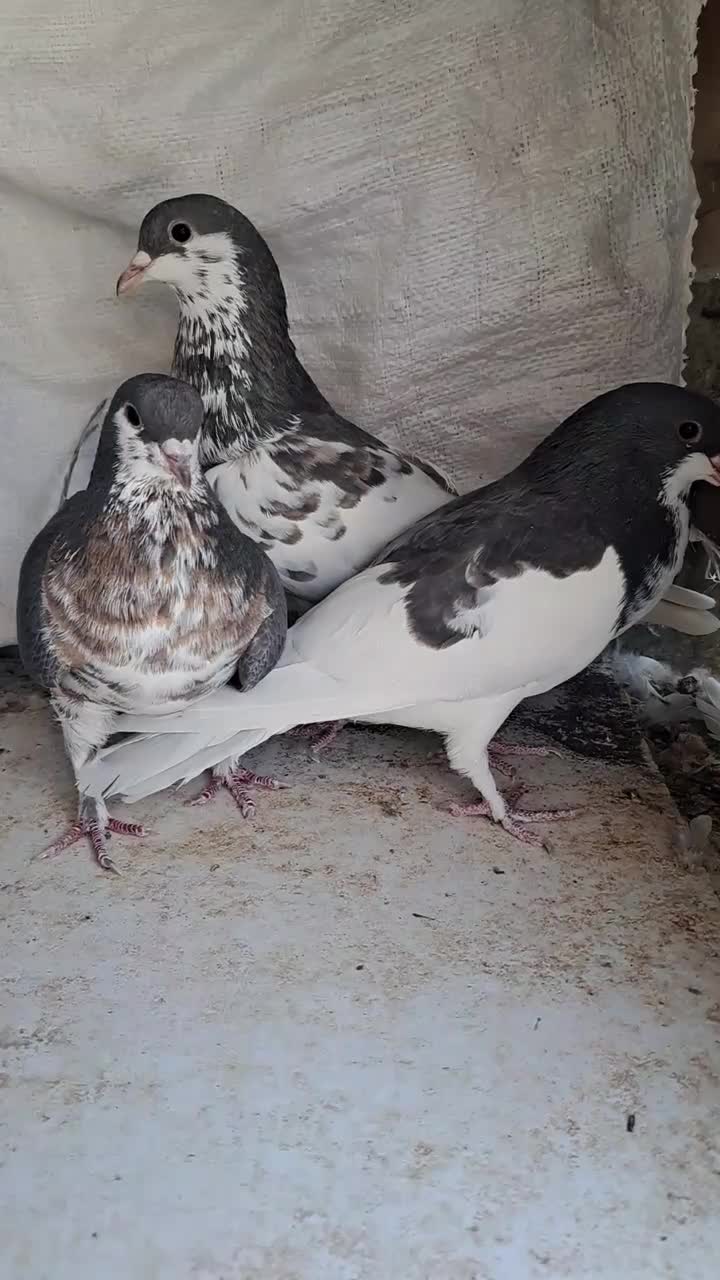 سه عدد ماده شهری قهوای|پرنده|شیراز, شهرک مفتح|دیوار