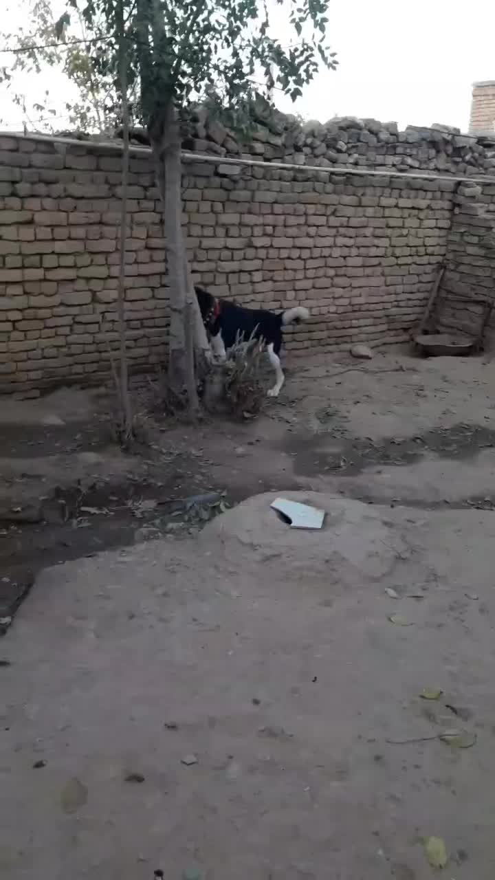 واگذار|سگ|اصفهان, قهاب جنوبی|دیوار