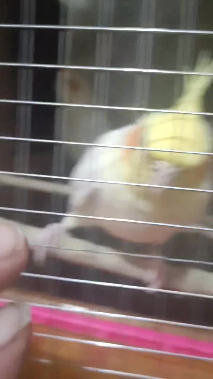 عروس هلندی لوتینو چهار تا جوانه|پرنده|زابل, |دیوار