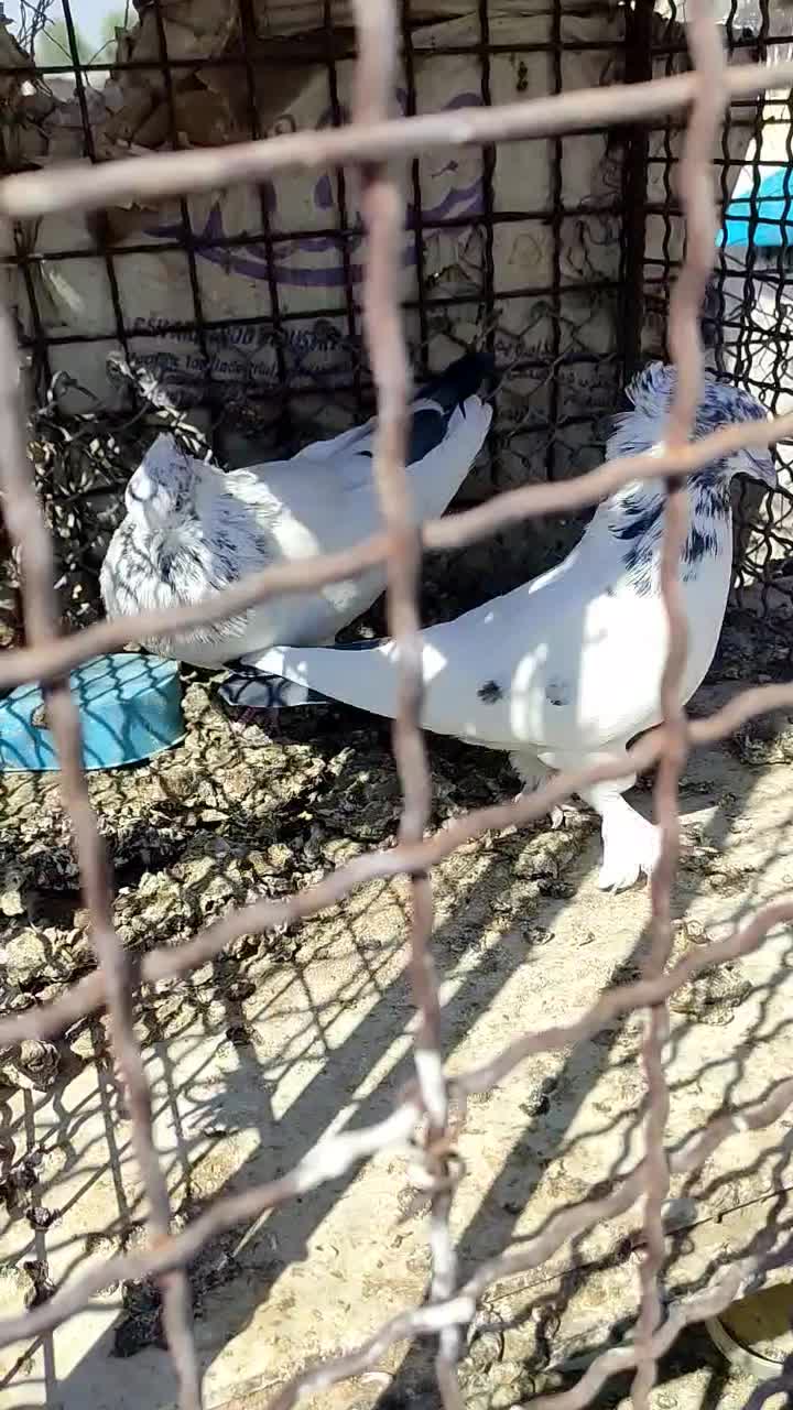 یک جفت کبوتر کله دار فروشی ۶۰۰ت|پرنده|سیرجان, |دیوار