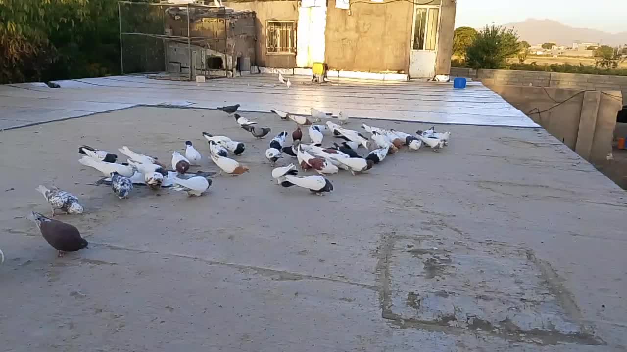 کبوتر سینه ای کله ای دم سیاه سرور|پرنده|صائین قلعه, |دیوار