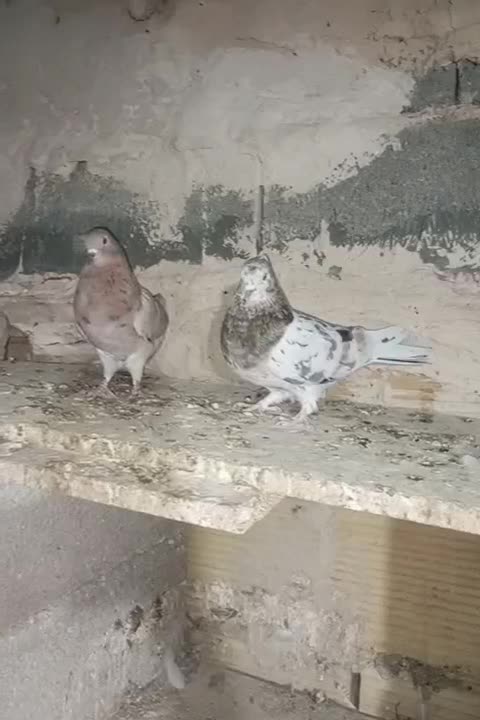 کبوتر پرشی|پرنده|شهریار, رزکان|دیوار