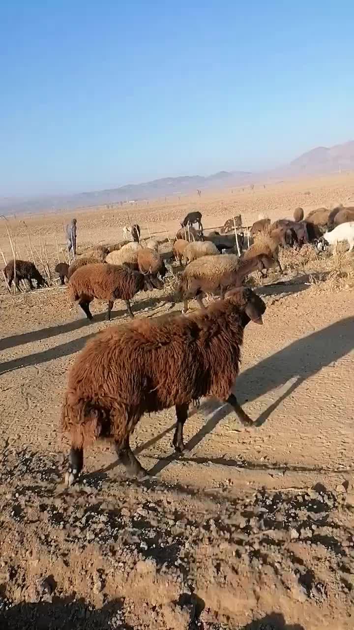 بره قوچی هترو|حیوانات مزرعه|سرولایت, |دیوار