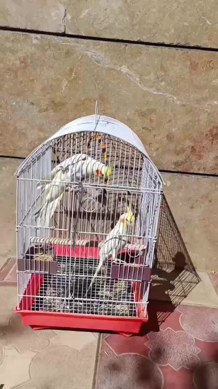 عروس هلندی مولد|پرنده|هریس, |دیوار