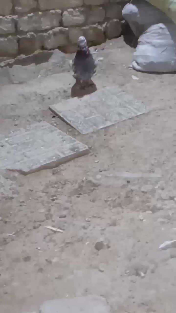 کبوتر سالم سرحال|پرنده|سجاس رود, |دیوار