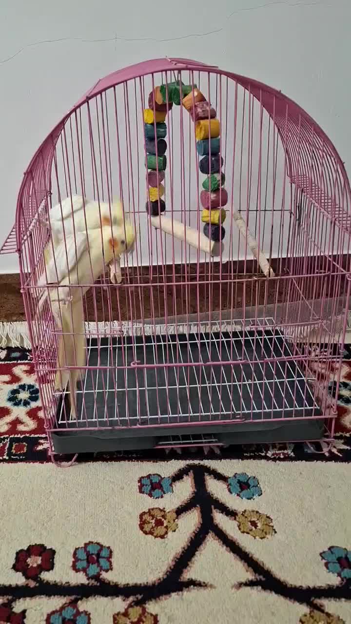 پرنده|پرنده|دیلم, |دیوار