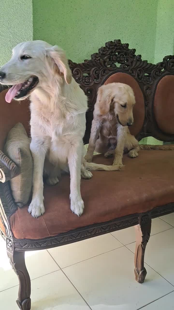 گلدن رتریور رنگ تیره و روشن SC|سگ|تهران, سازمان برنامه جنوبی|دیوار