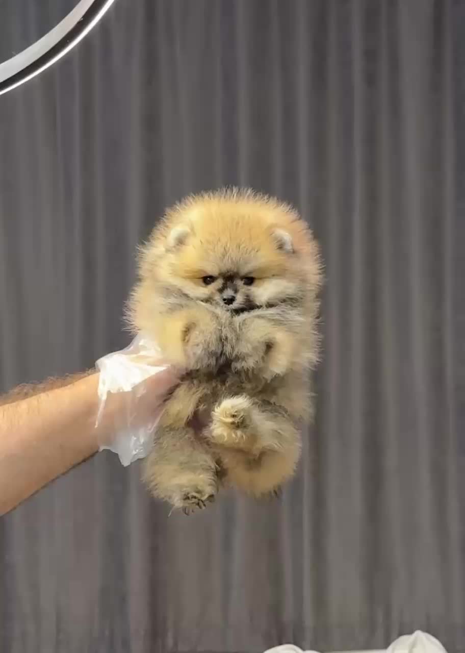 پامرانیان خرسی بو فیس|سگ|رشت, لاکانی|دیوار