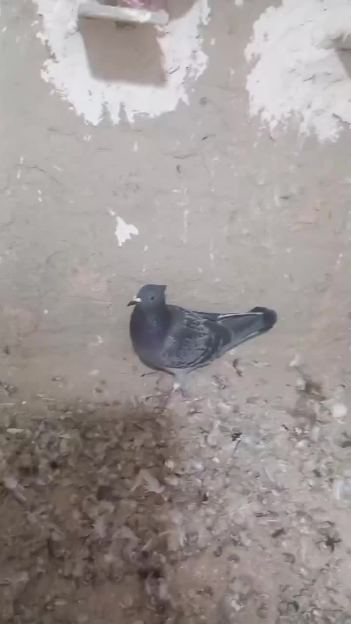 ۷عددکبوترپرشی|پرنده|اسفراین, |دیوار