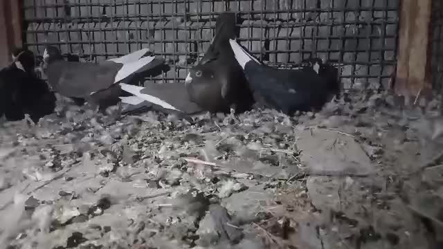 کبوترقره شاخ دارو رنگی|پرنده|سپیدان, |دیوار