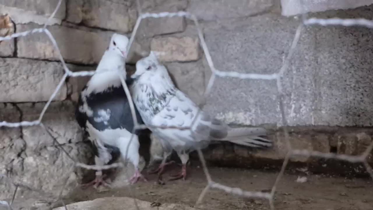 کبوتر ابلاغ|پرنده|تبریز, |دیوار