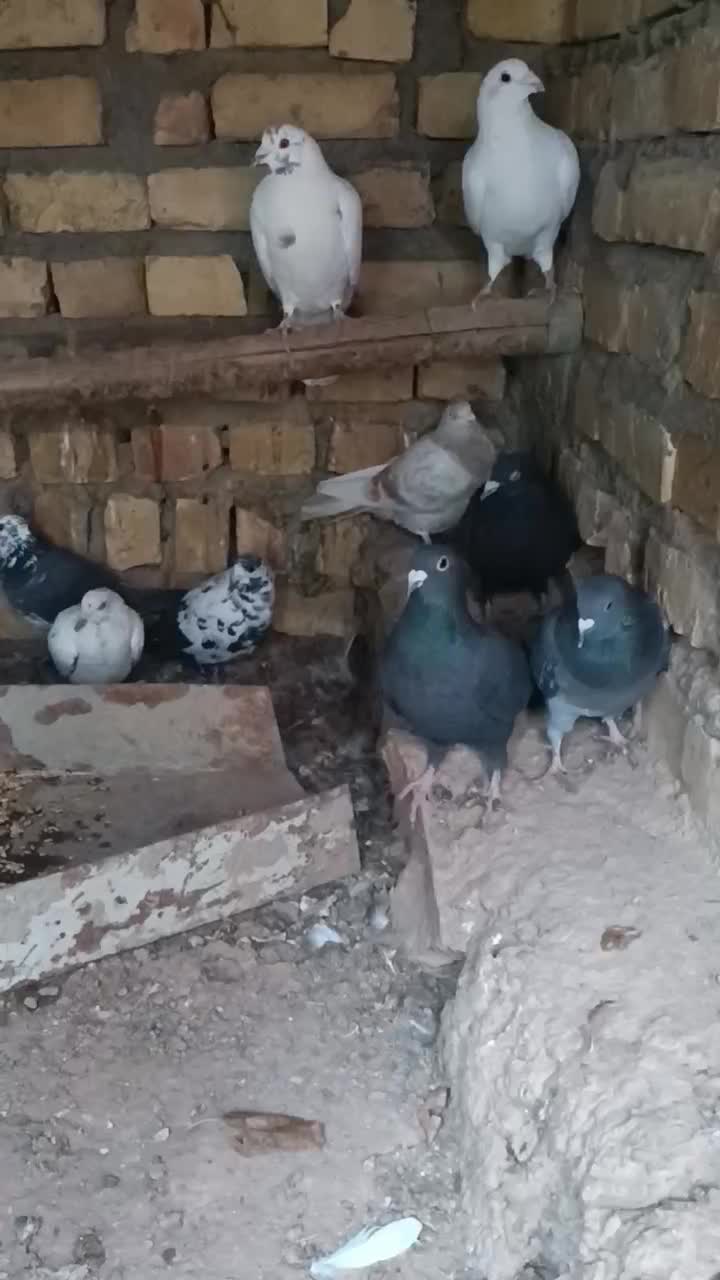 کبوتر|پرنده|بزینه رود, |دیوار