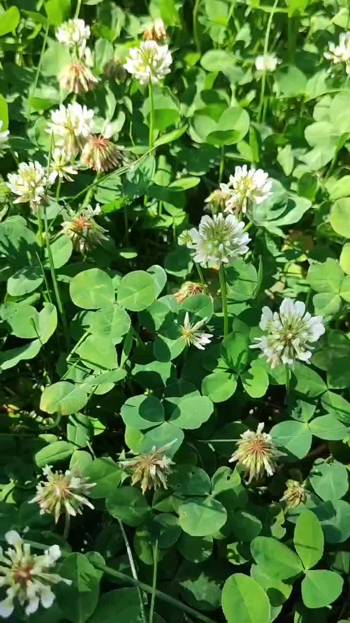 کنسرو گربه/شایر/پابلو/نوتری/دیپیاس|لوازم جانبی حیوانات|گلبهار, شهر جدید گلبهار|دیوار