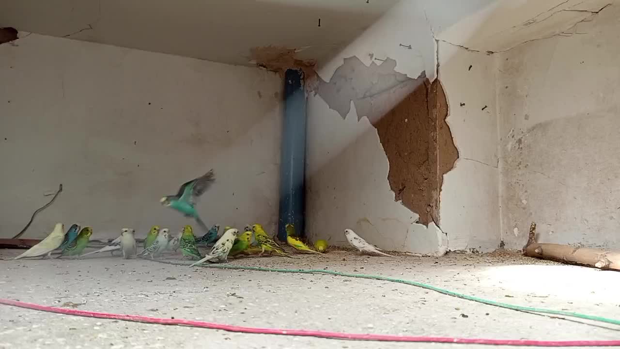 پرنده|پرنده|تربتحیدریه, حیدرآباد|دیوار