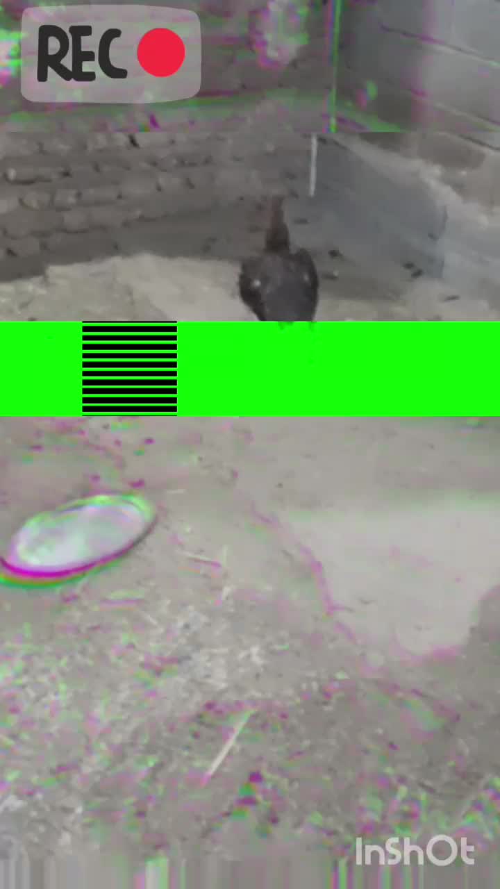 مرغ لاری اصل|حیوانات مزرعه|دینور, |دیوار