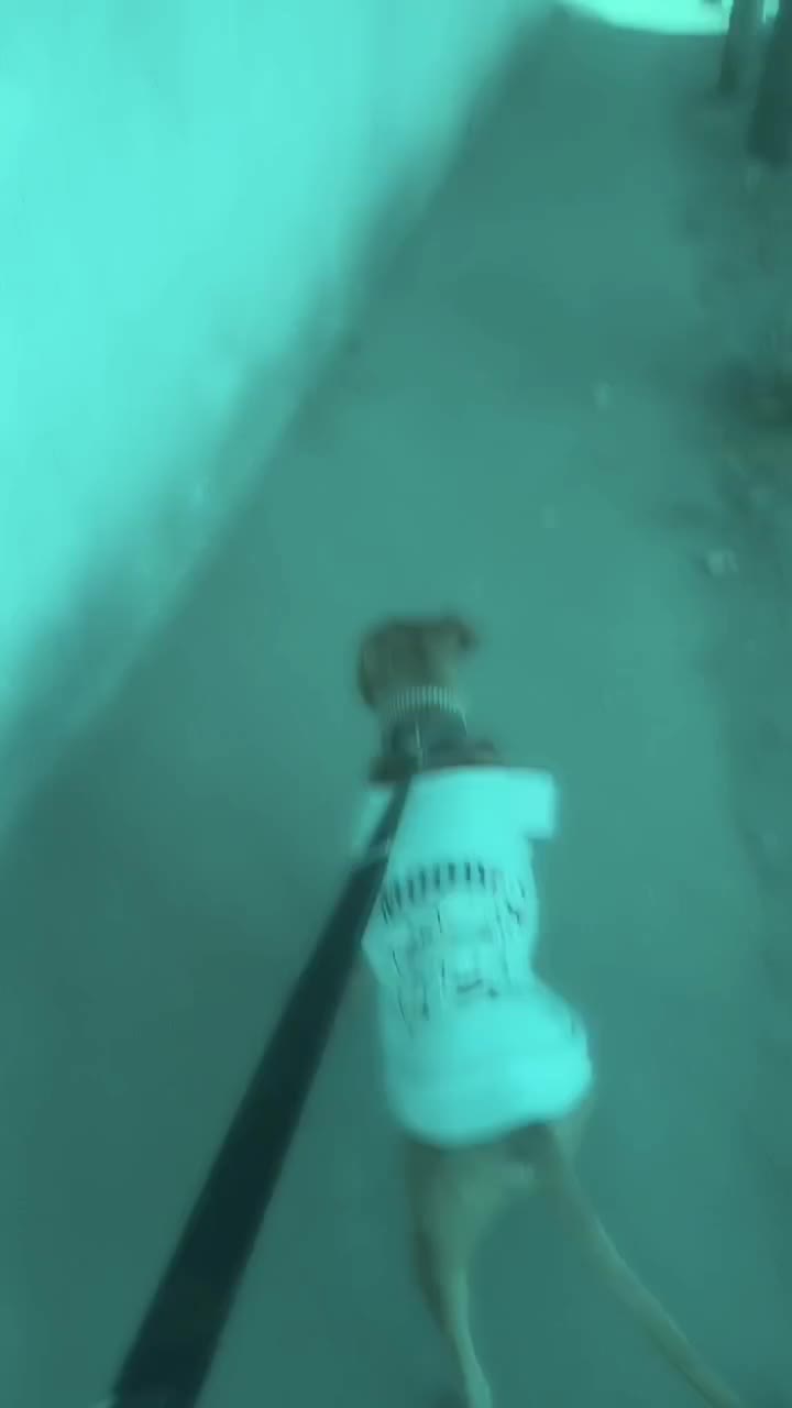 پیتبول|سگ|کرج, اسدآباد|دیوار