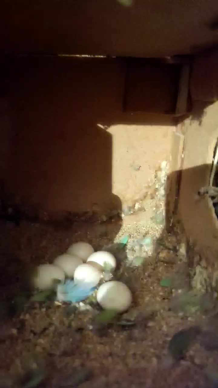 طوطی جفت روی تخم، فنج، سیره خاکی|پرنده|کرمانشاه, |دیوار