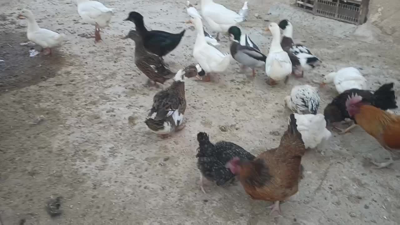 اردک محلی و پروازی|حیوانات مزرعه|ششده و قره بلاغ, |دیوار