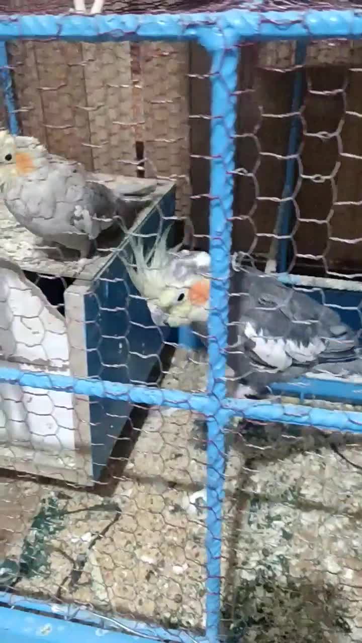 گرینچک.عروس هلندی.مرغ عشق.قفس|پرنده|زابل, |دیوار