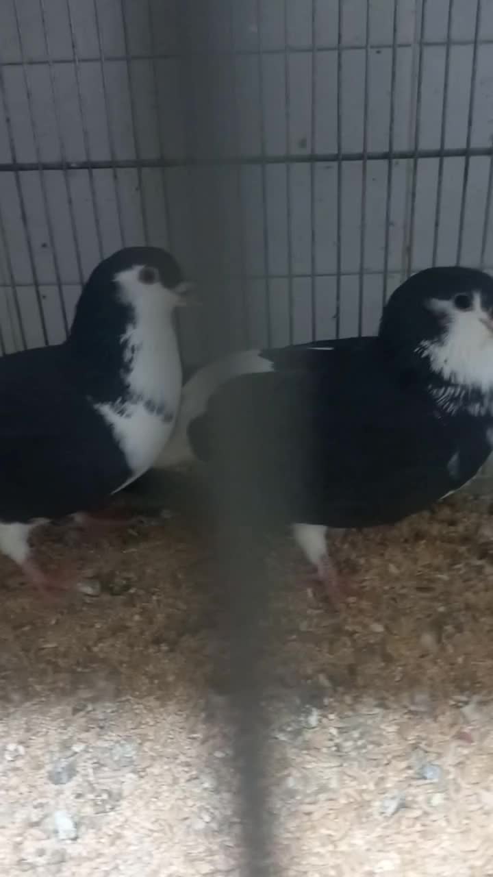 کفتر ۴عدد|پرنده|تبریز, |دیوار