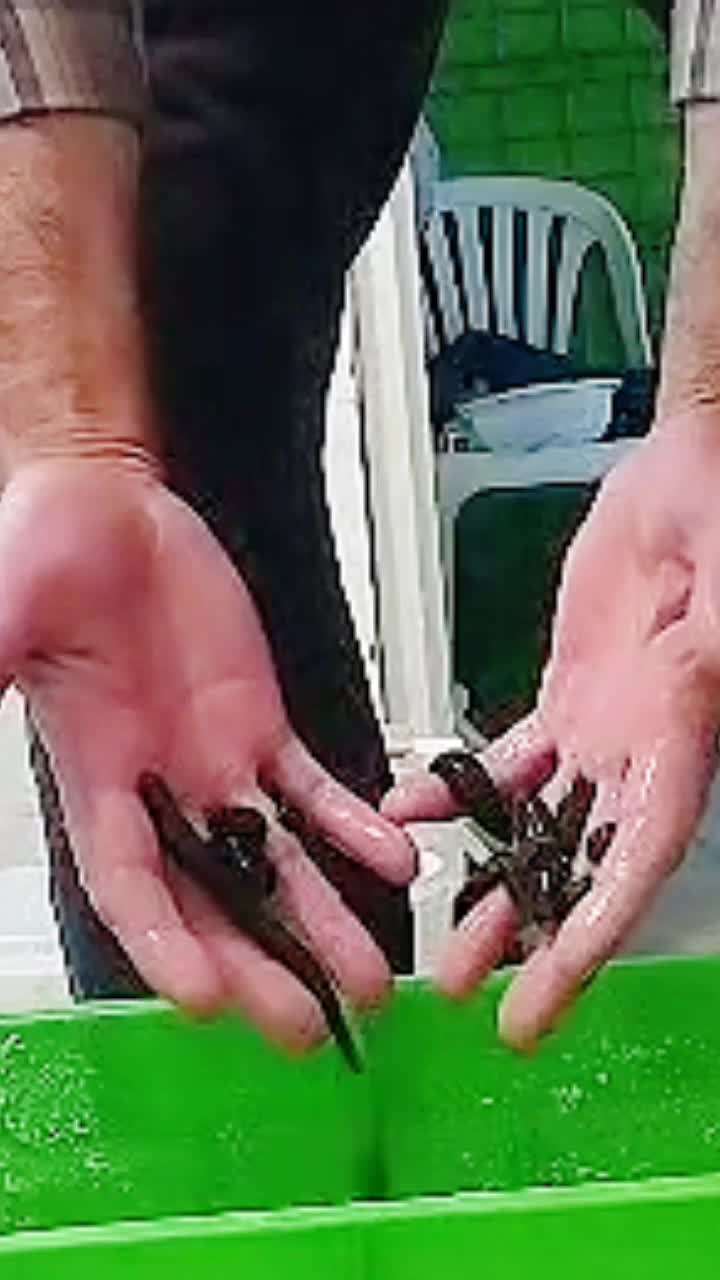 فروش زالوی طبی صیدی فوق العاده درشت|آرایشی، بهداشتی، درمانی|کاشان, امیرکبیر|دیوار