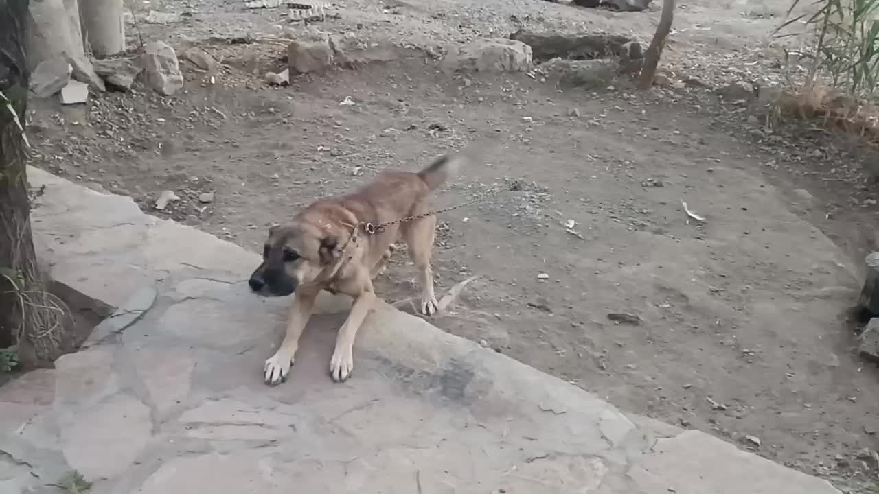 سگ نگهبان|سگ|کرمانشاه, |دیوار