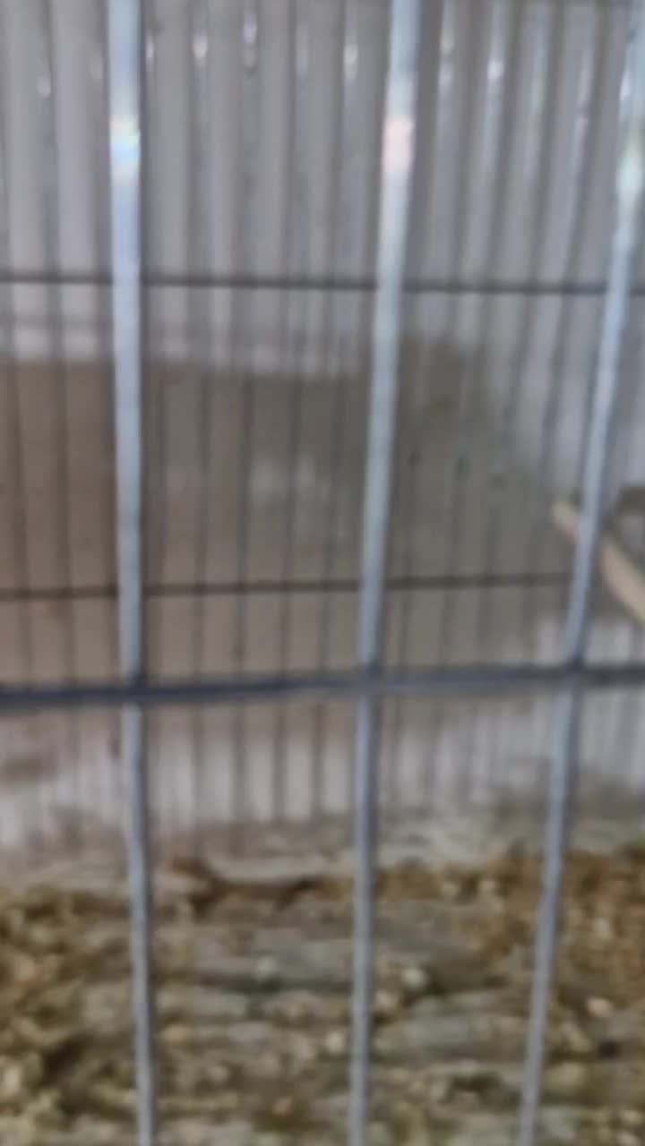 فروش فنچ کینگ مولد|پرنده|بندرعباس, |دیوار