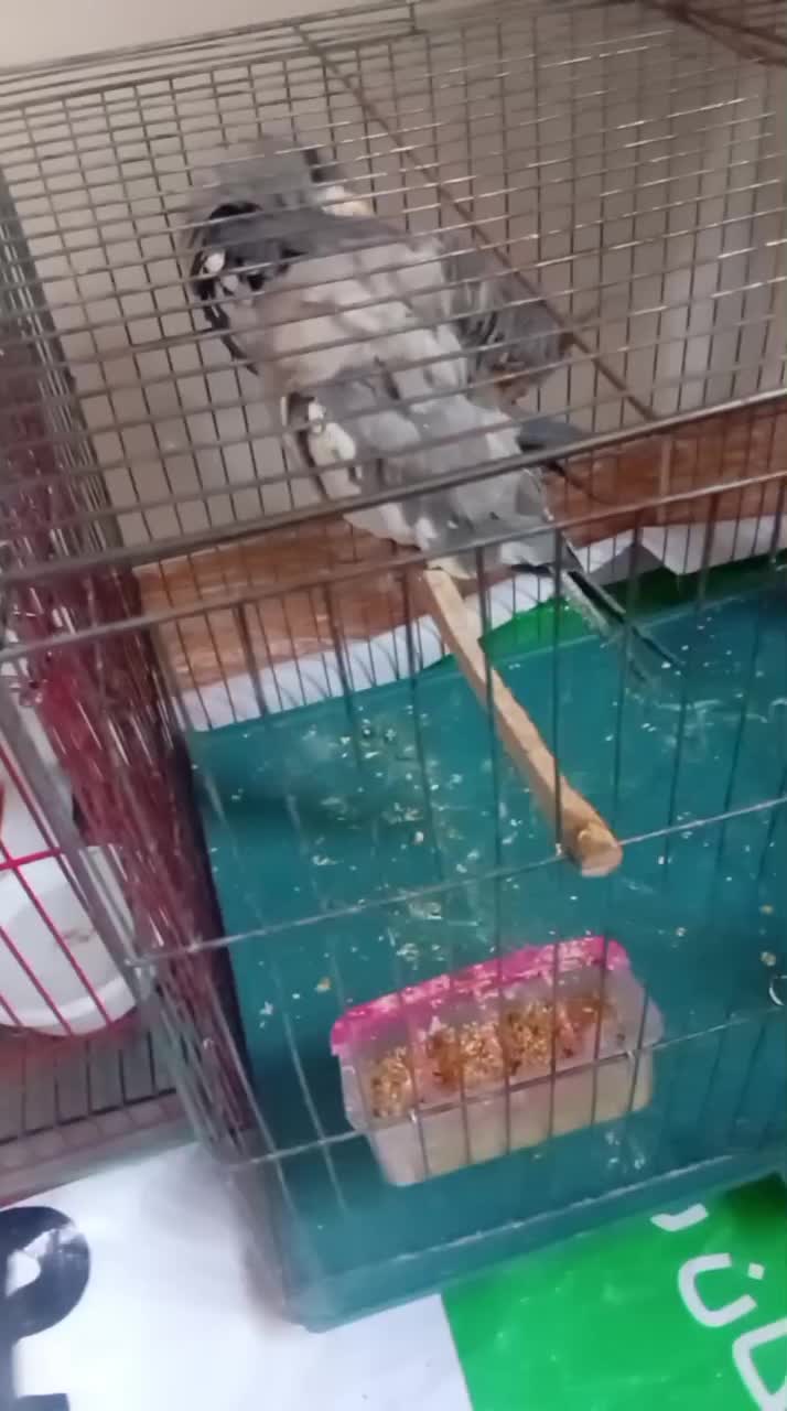 فروش عروس هلندی سرحال|پرنده|مهاباد (آذربایجان غربی), |دیوار