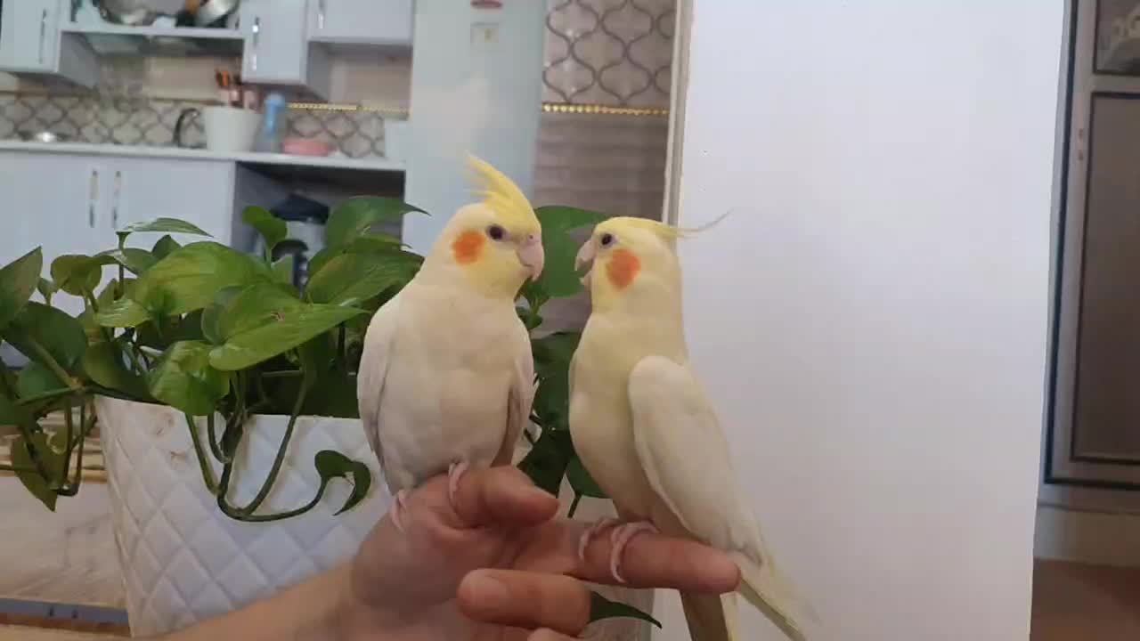 عروس هلندی|پرنده|نورآباد, |دیوار