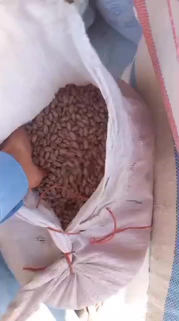 لوبیا چیتی درجه ۱ فقط عمده ( بازدید گیلان)|خوردنی و آشامیدنی|سراب, |دیوار