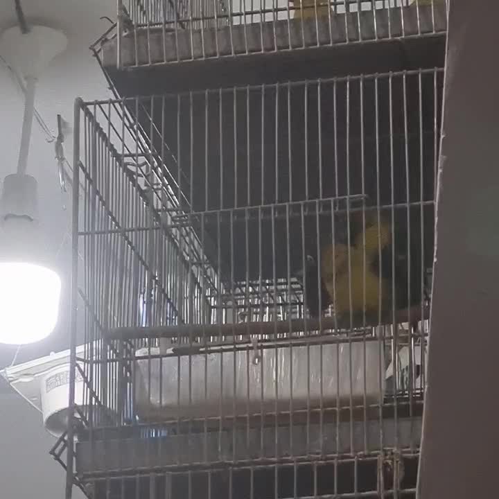 جفت یخ زرد اورجینال با جوجه|پرنده|قرچک, زیبا شهر|دیوار