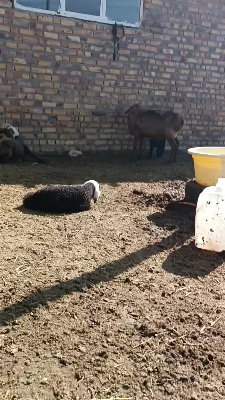 میش بره دار|حیوانات مزرعه|تایباد, |دیوار