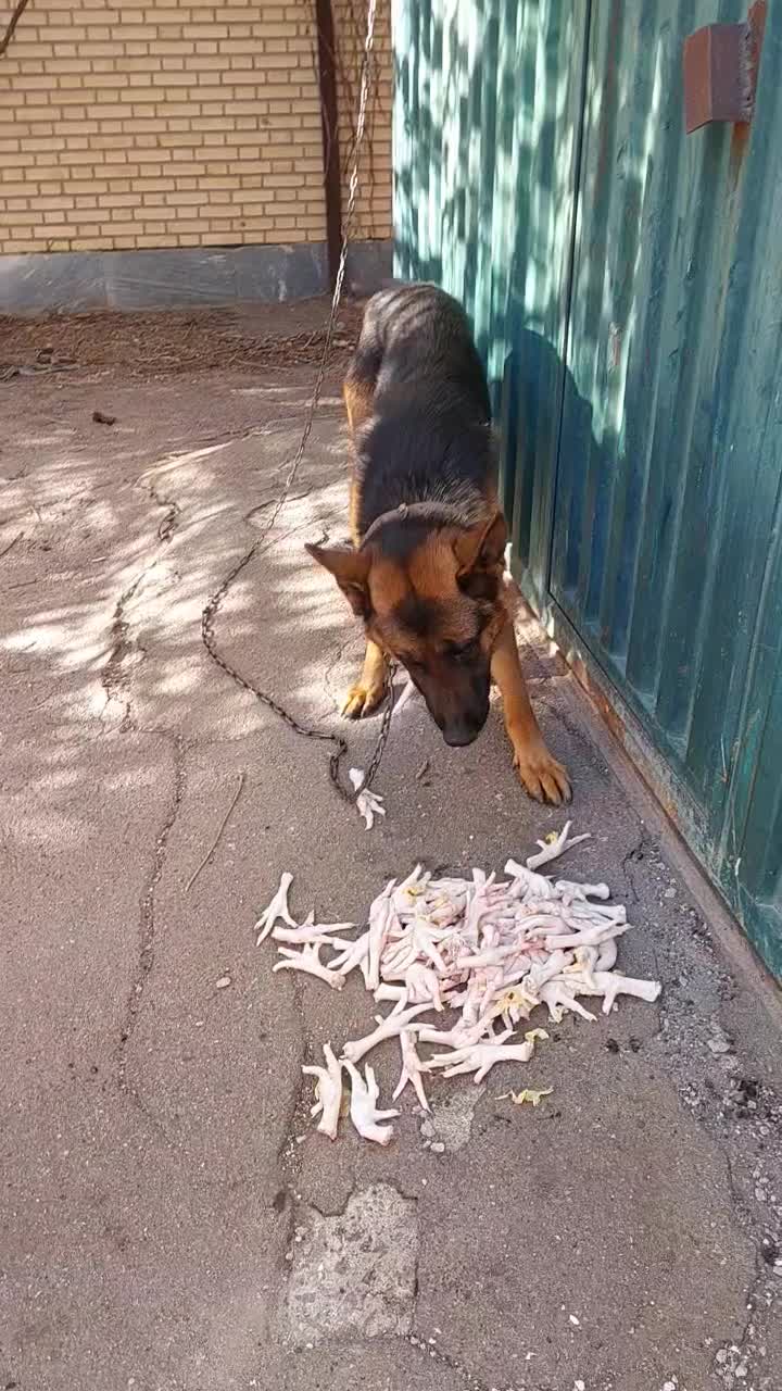 ژرمن اصل|سگ|اردبیل, |دیوار