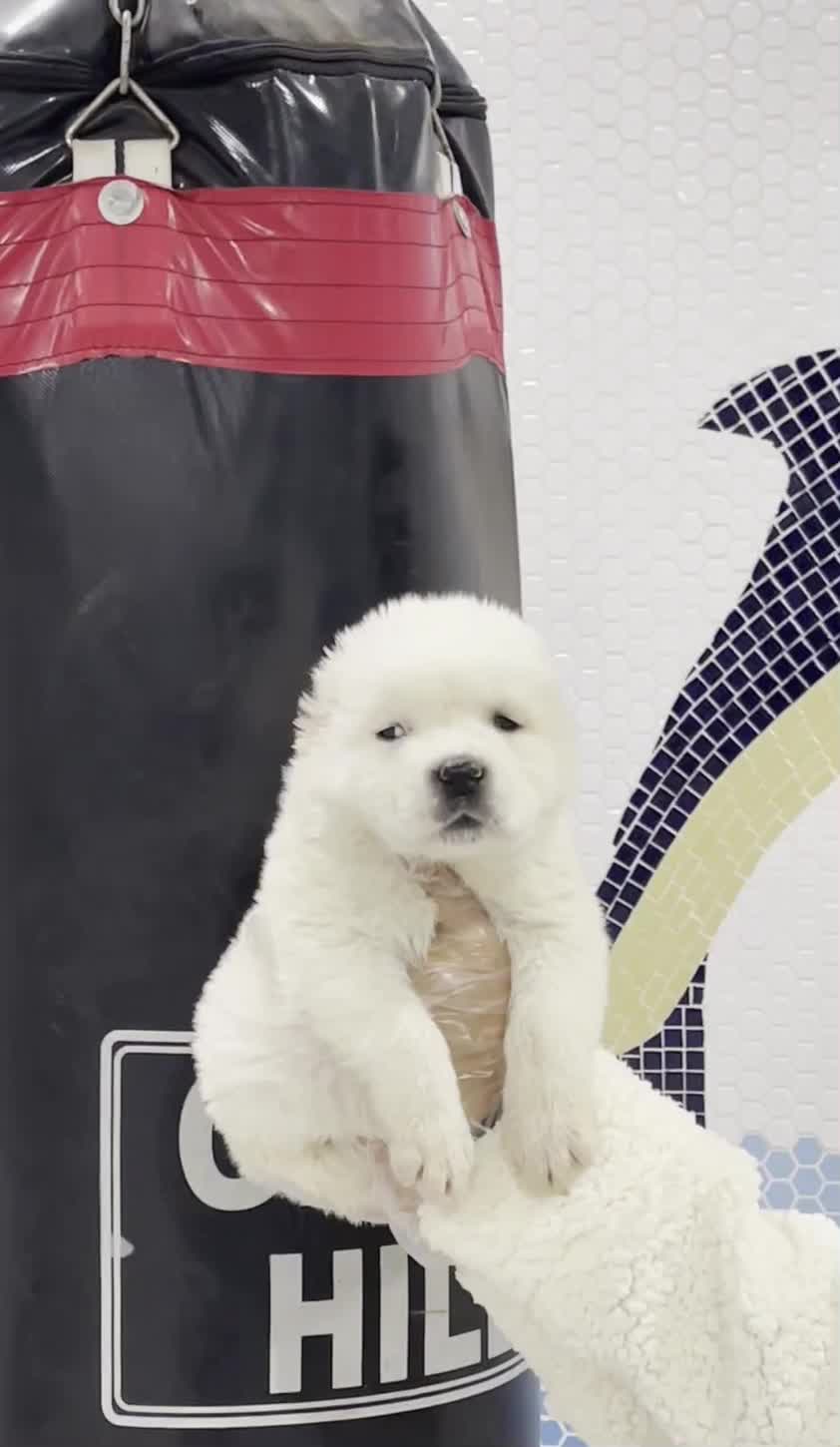 سگ آلابای ماده یک عدد|سگ|تهران, آجودانیه|دیوار