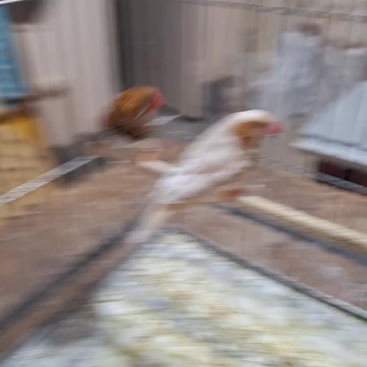 فنچ ایزابل ، اورنج|پرنده|ری, حمزهآباد|دیوار