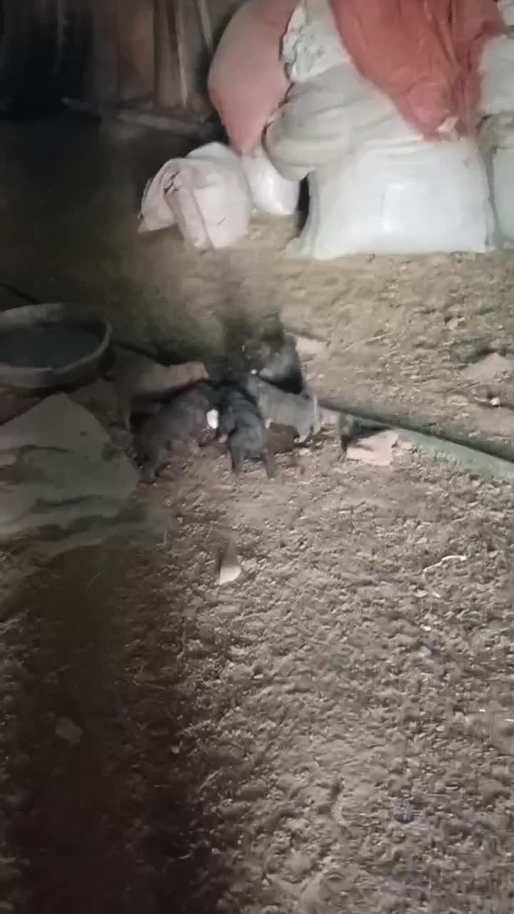 پاپی|سگ|عسگران, |دیوار