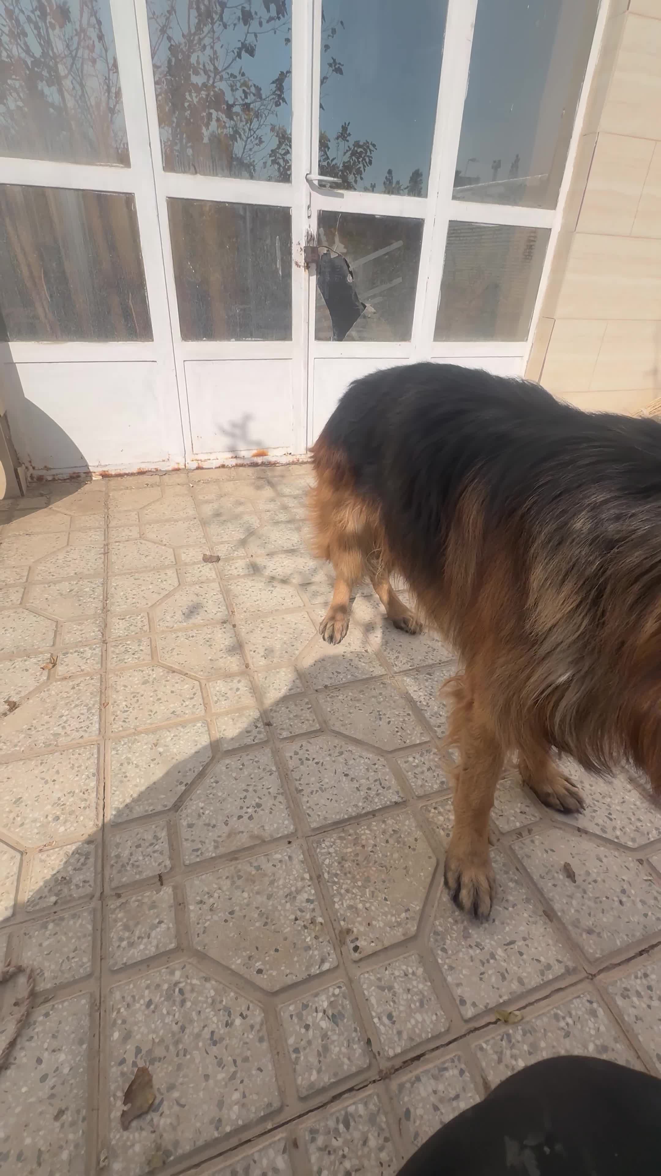 سگ ژرمن|سگ|اصفهان, زیار|دیوار