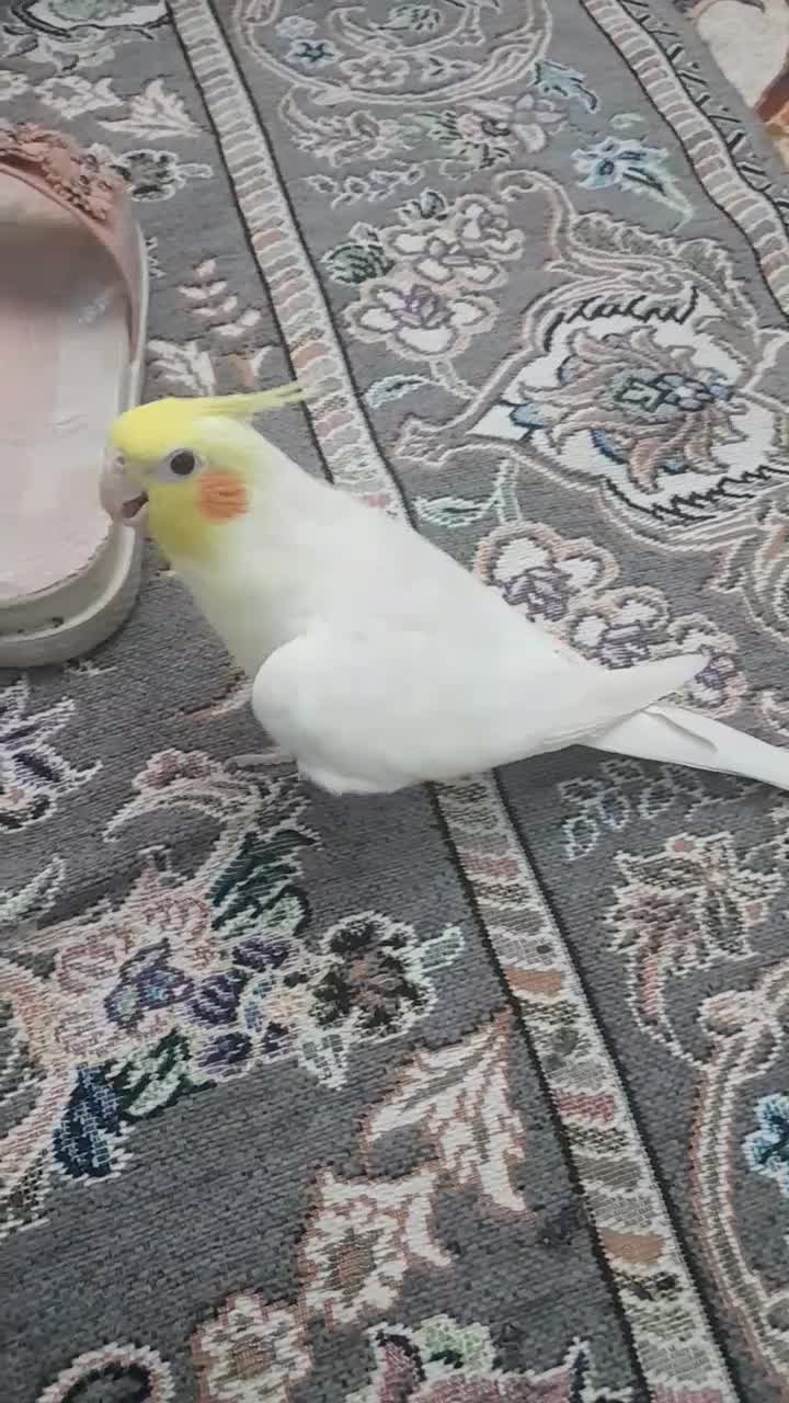 جوجه عروس هلندی|پرنده|شاهینشهر, طالقانی|دیوار