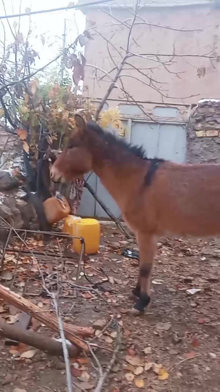 قاطر نر|اسب و تجهیزات اسبسواری|مشهد, پنجتن|دیوار