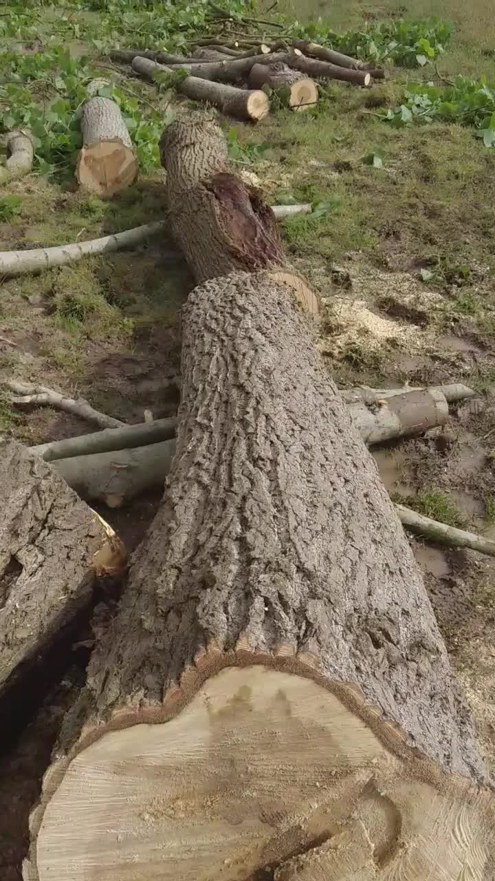 خرید چوب سرپایاقطع شده قیمت مناسب|خدمات باغبانی و درختکاری|آستانه اشرفیه, |دیوار