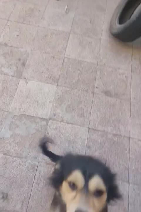 واگذاری سگ نژاد اشپیتز .پول لازم نبودم نمیفروختمش|سگ|سبزوار, چهارراه فرودگاه|دیوار