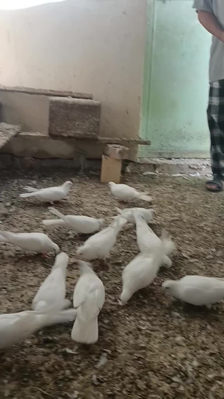 کبوتر پتی والا|پرنده|کنارک, |دیوار